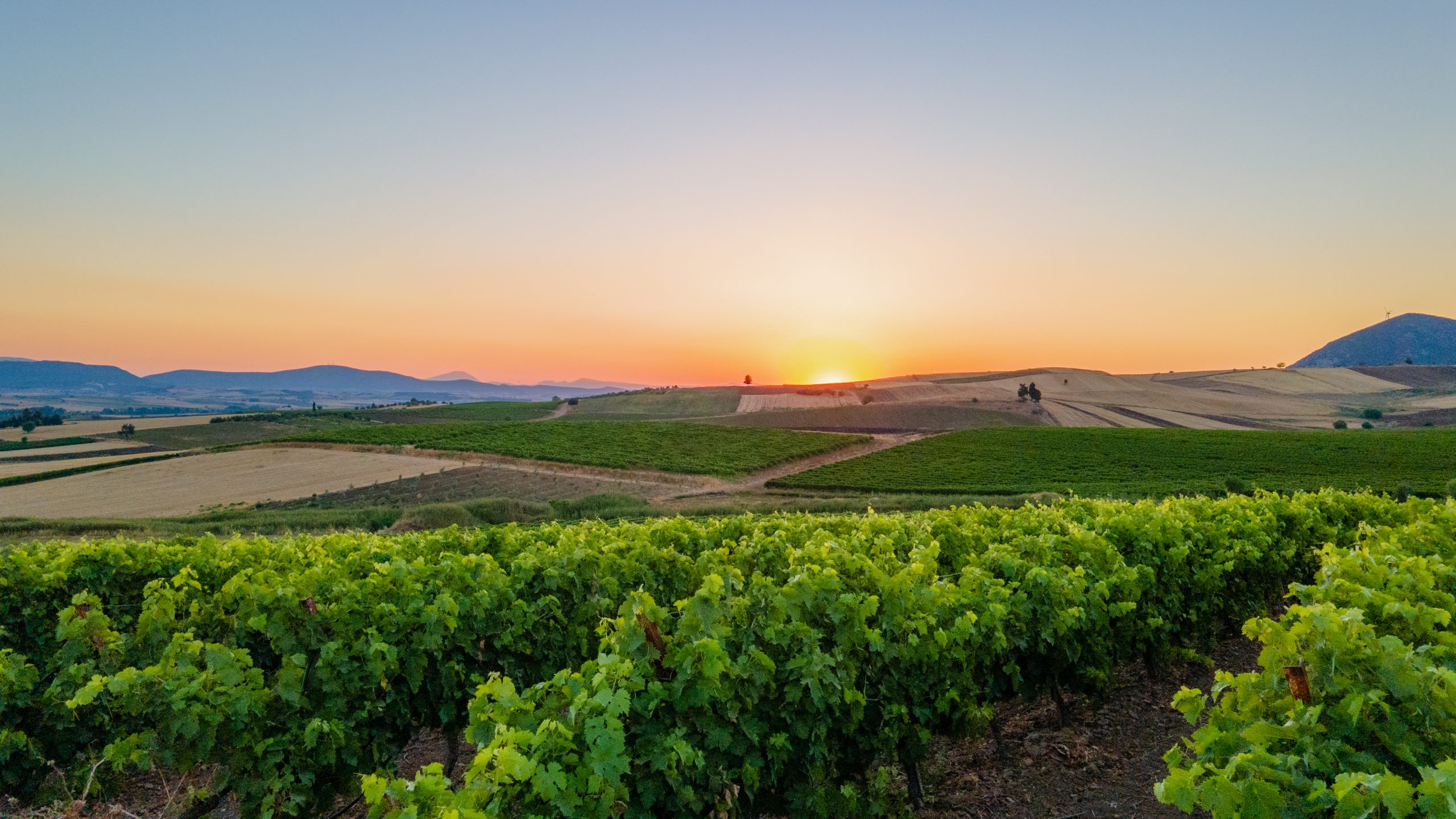 Sokos Winery